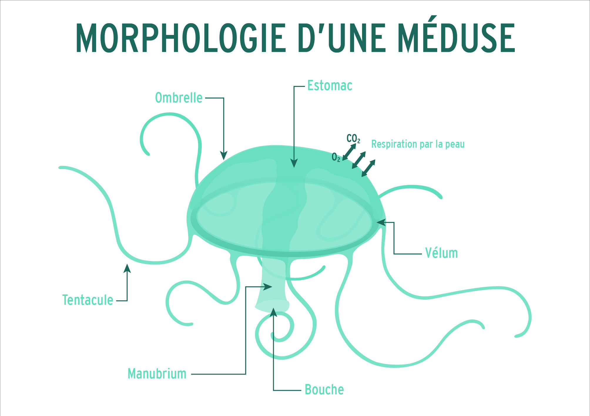 Les méduses de l'Institut Océanographique de Monaco, Fondation Albert 1er