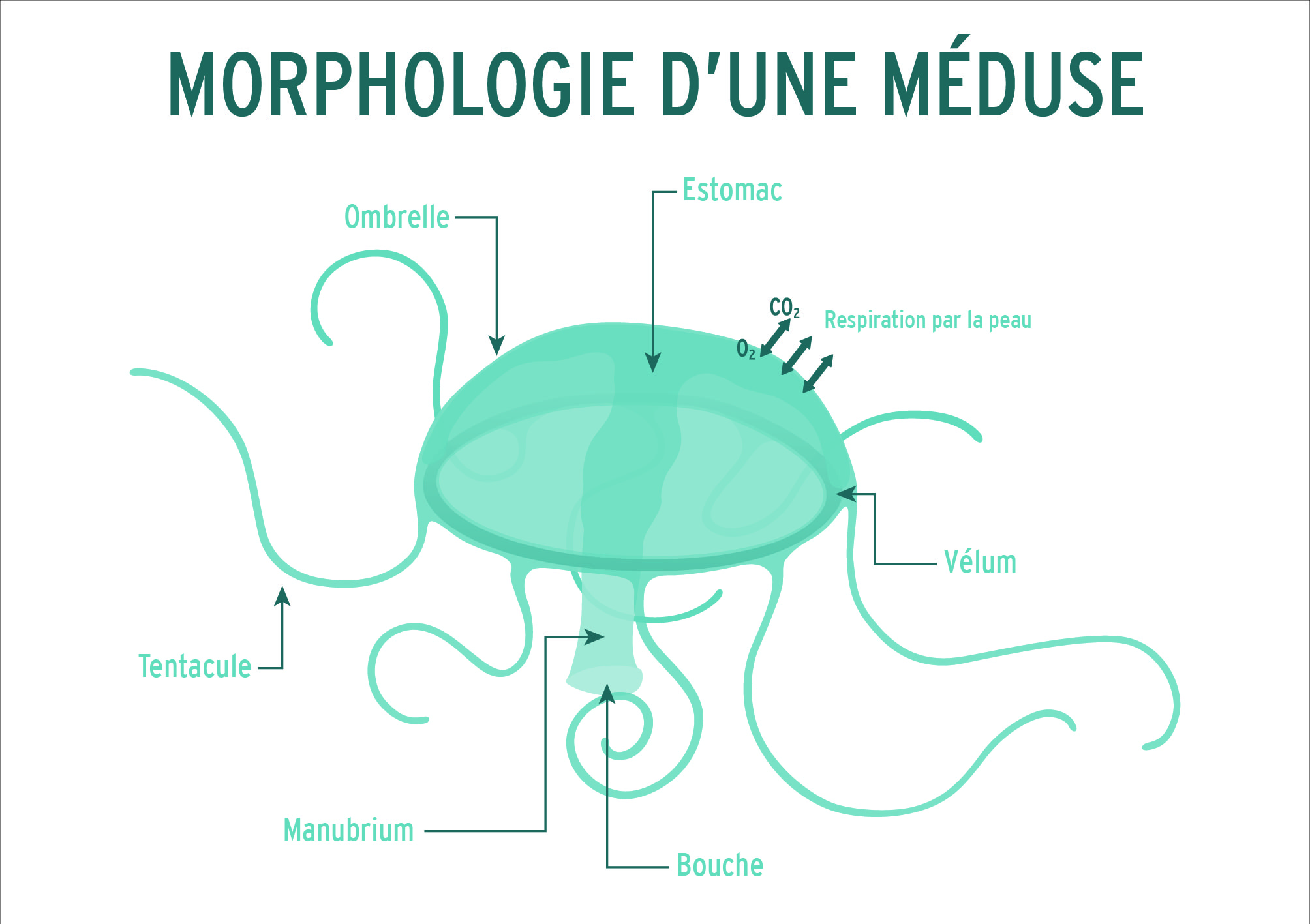 Morphologie d'une Méduse