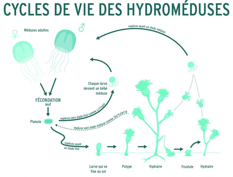 Cycle de reproduction - hydroméduse