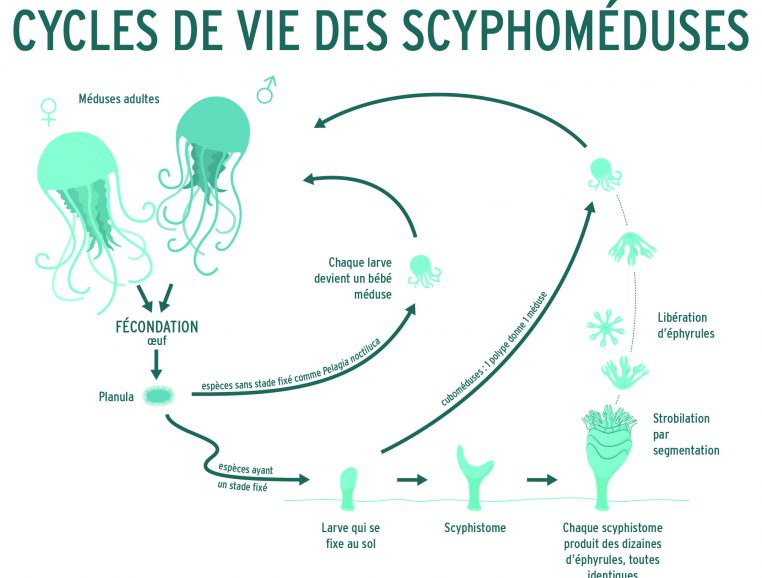 Cycle de reproduction - scyphoméduse