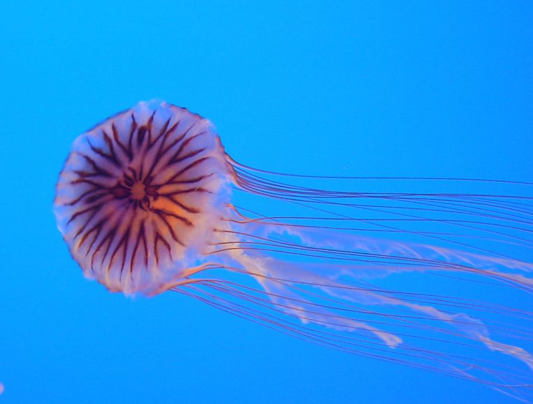 Chrysaora hysoscella from Enoshima Aquarium