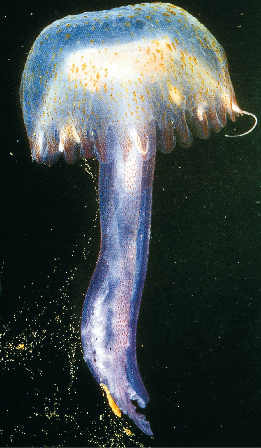 Las medusas del Instituto Oceanográfico de Mónaco, Fundación Alberto I