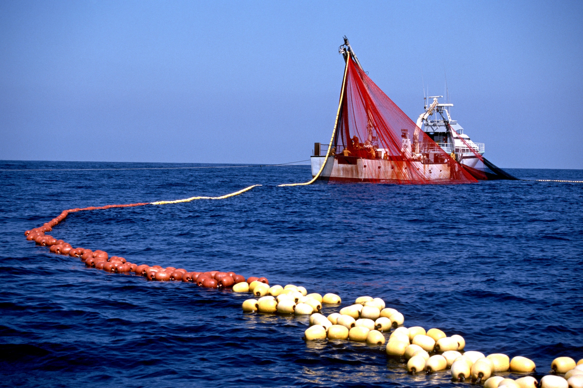 Pêche aux thons