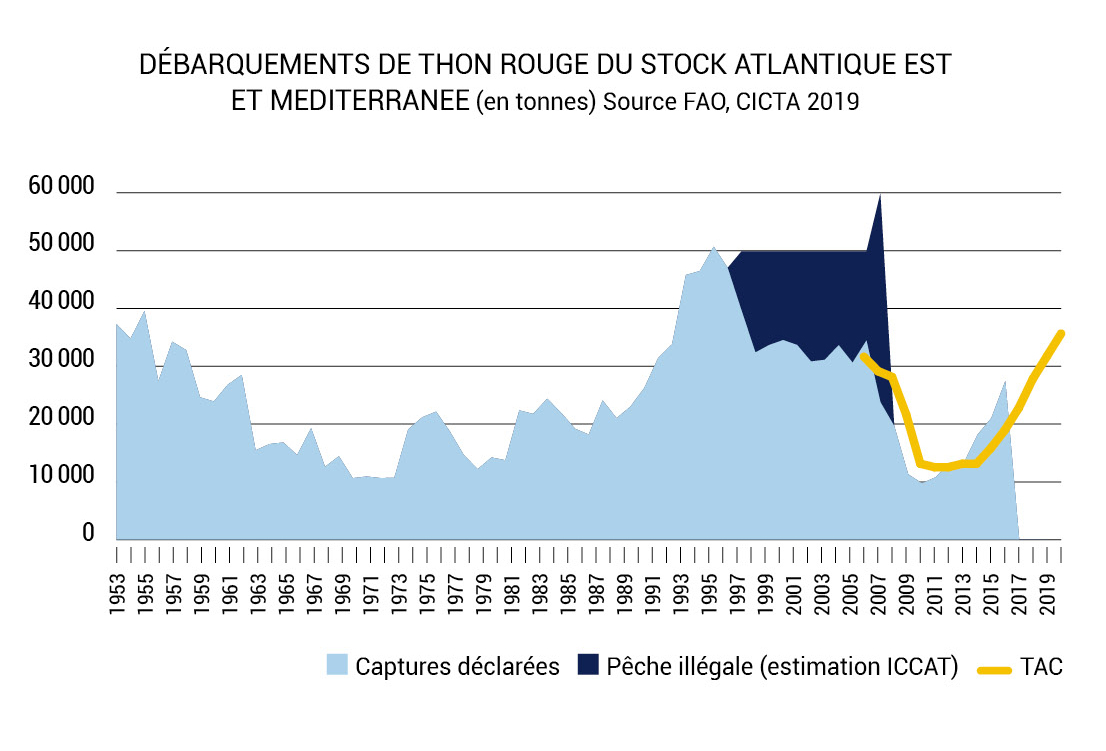 Débarquement Thon rouge