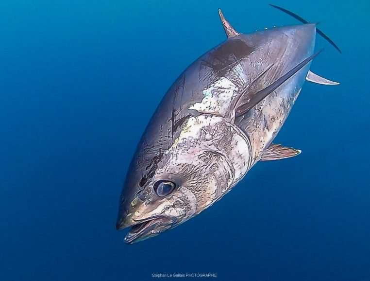 1. We say Bluefin Tuna, but what species are we talking about? - Institut  océanographique