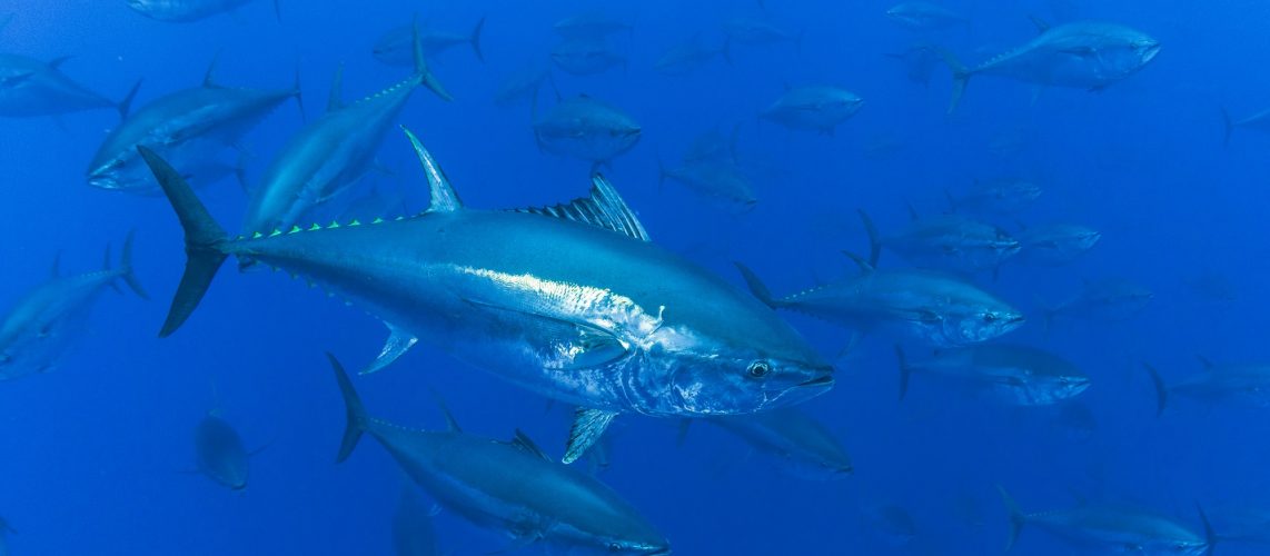 Le thon rouge de Méditerranée