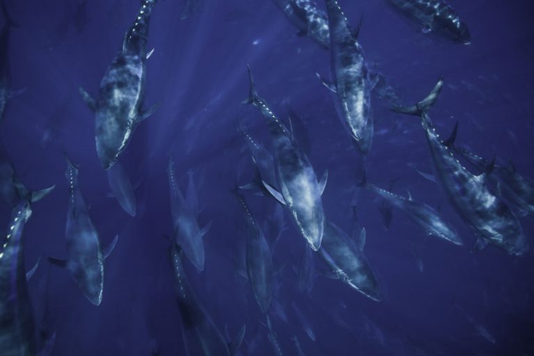 Is bluefin tuna threatened by overfishing? Institut océanographique