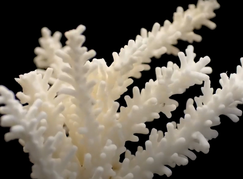 Кораллы белые