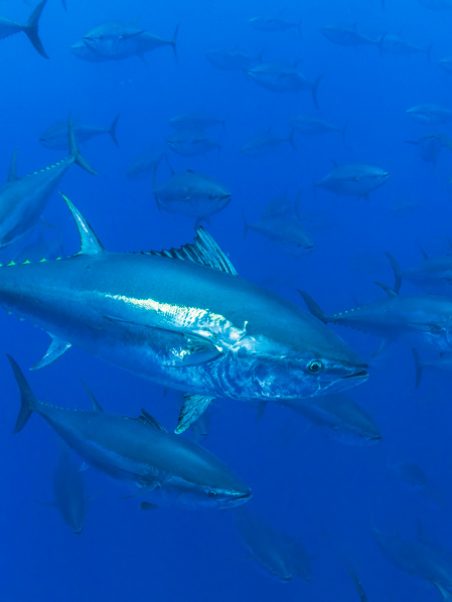 Thunnus Thynnus In Mediterranean Sea