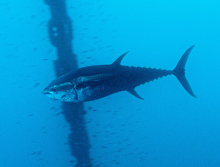 Thon jaune • Thunnus albacares • Fiche poissons