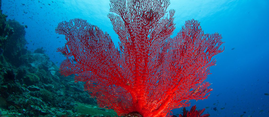 What is coral? - Institut océanographique
