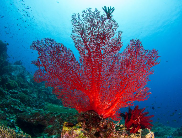 Is there coral in the Mediterranean? Institut océanographique