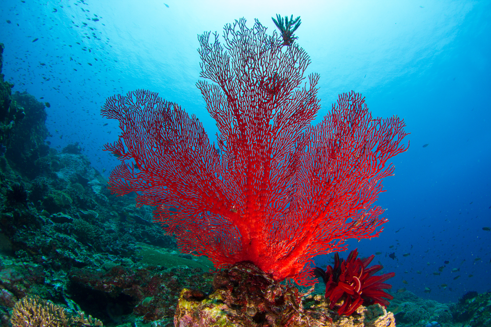 ¿Qué es el coral? Institut océanographique ¿Qué es el coral? Institut océanographique