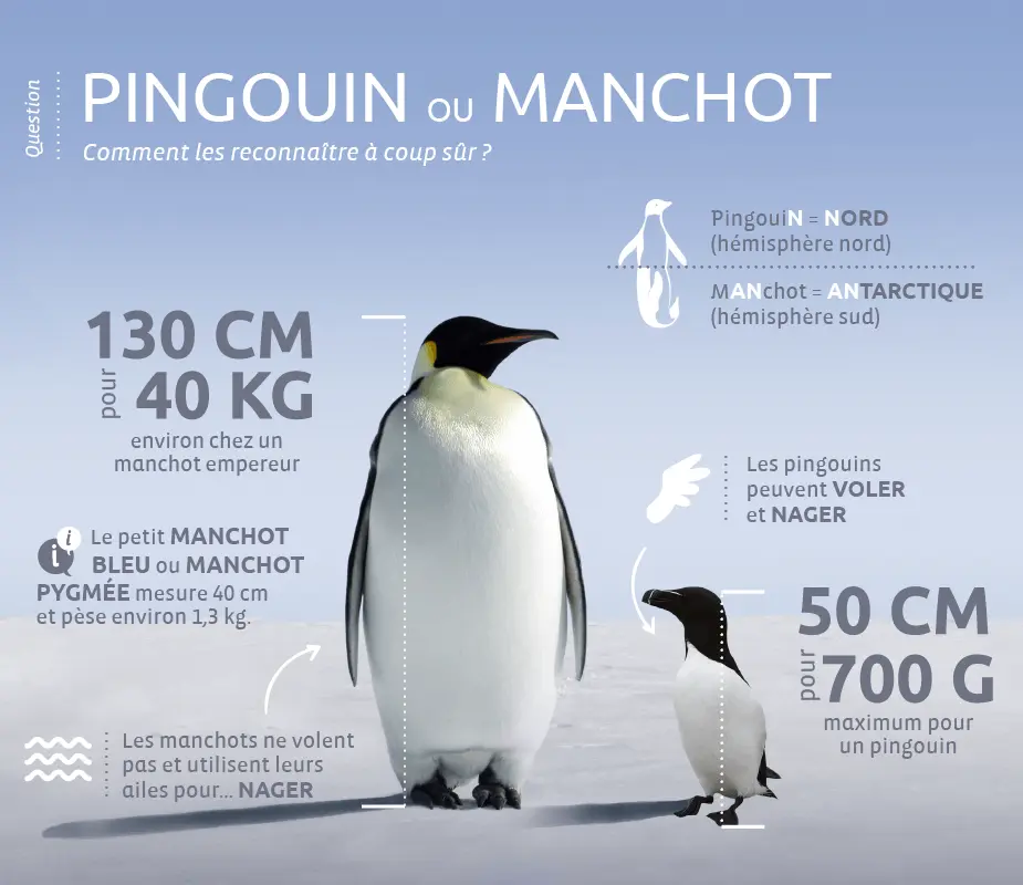 Pourquoi nous confondons Pingouin et Manchot ? - Institut océanographique