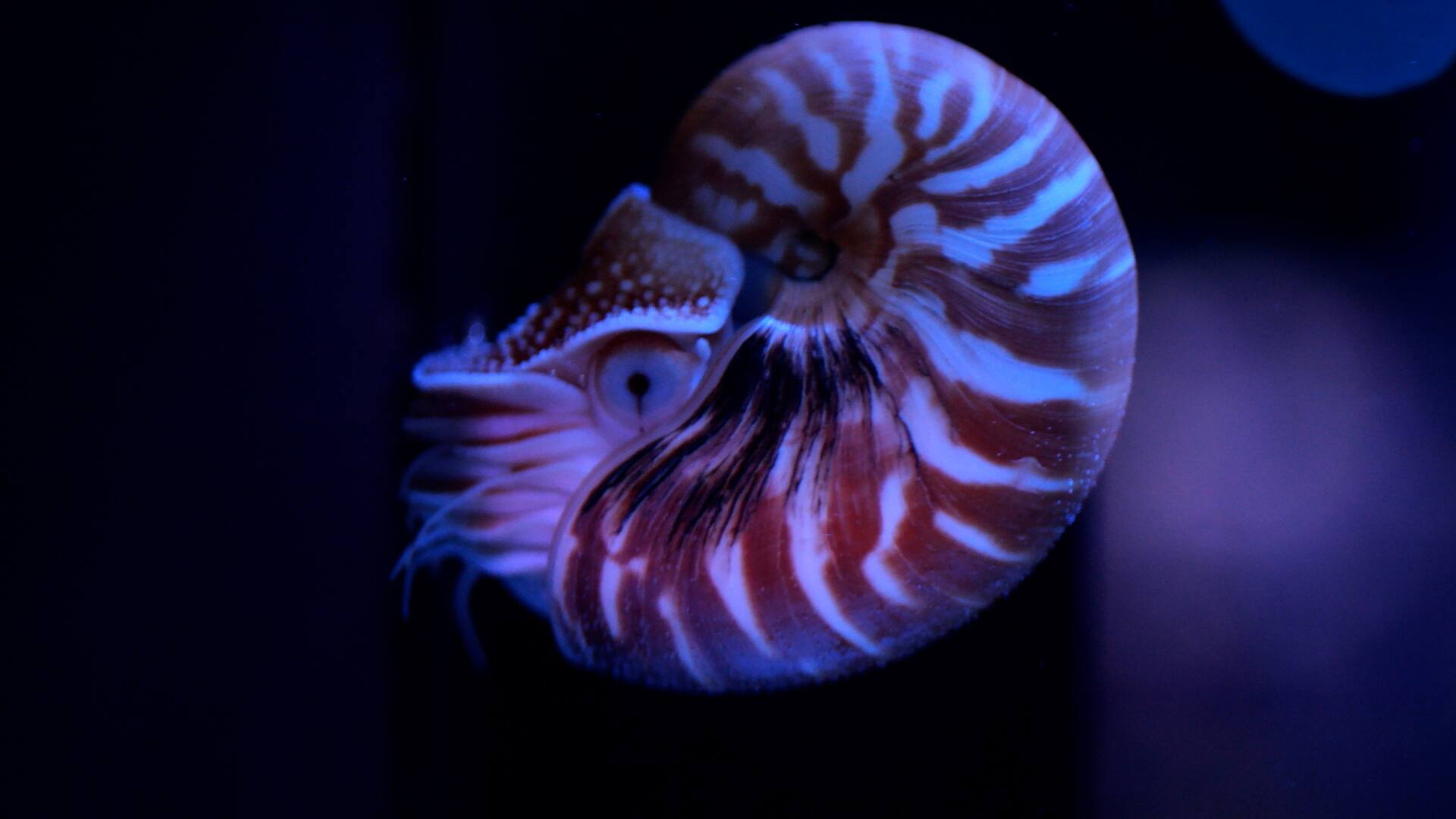 Nautile (Nautilus pompilius) juvénile visible au Musée océanographique de Monaco dans les bassins tropicaux