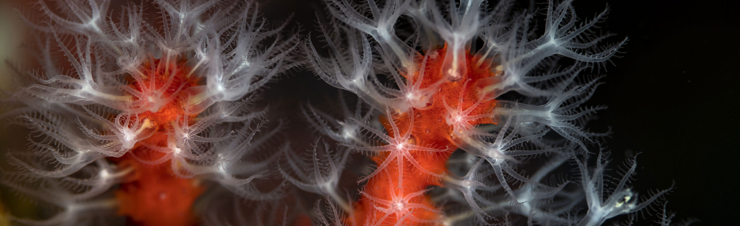 paysage-exposition-mediterranee-Faune-et-flore-cotiere---Corail-Rouge-credit-photo-greg-Lecoeur