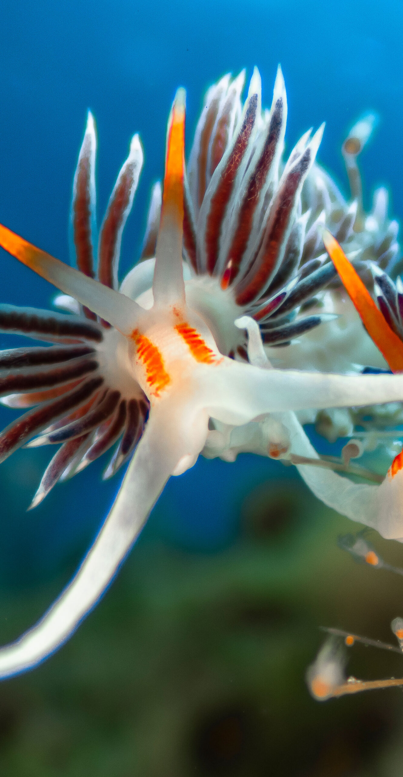 portrait-institut-oceanographique-monaco-exposition-mediterranee-Faune-et-flore-cotiere-Hervia-pelerine_credit-photo-GregLecoueur