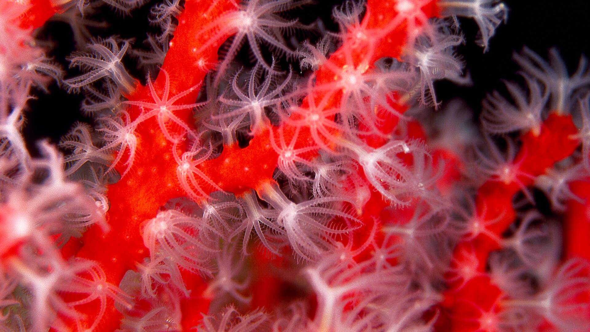 Corail-rouge-corallium-rubrum_F_Pacorel