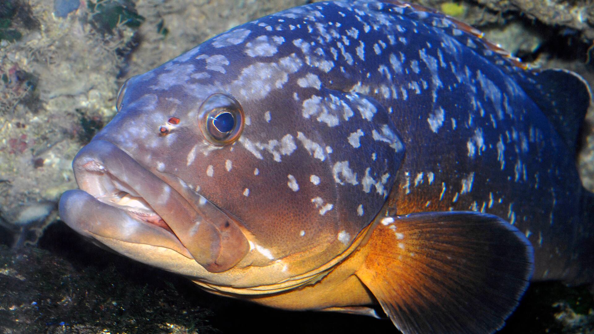 Mérou-brun-Epinephelus-marginatus_Musee_oceanographique_de_Monaco©Institut_oceanographique_de_Monaco_Michel_Dagnino