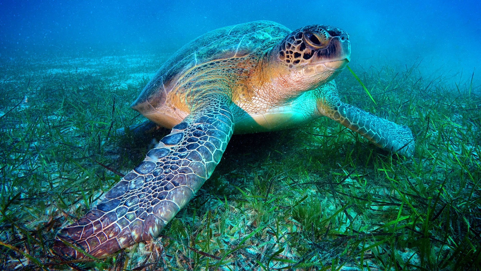 mediterranee-2050-tortue-caouane-caretta-caretta-getty-images
