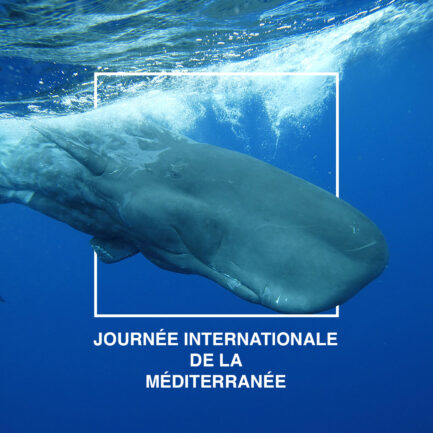 institut-oceanographique-monaco-journee-de-la-mediterranee