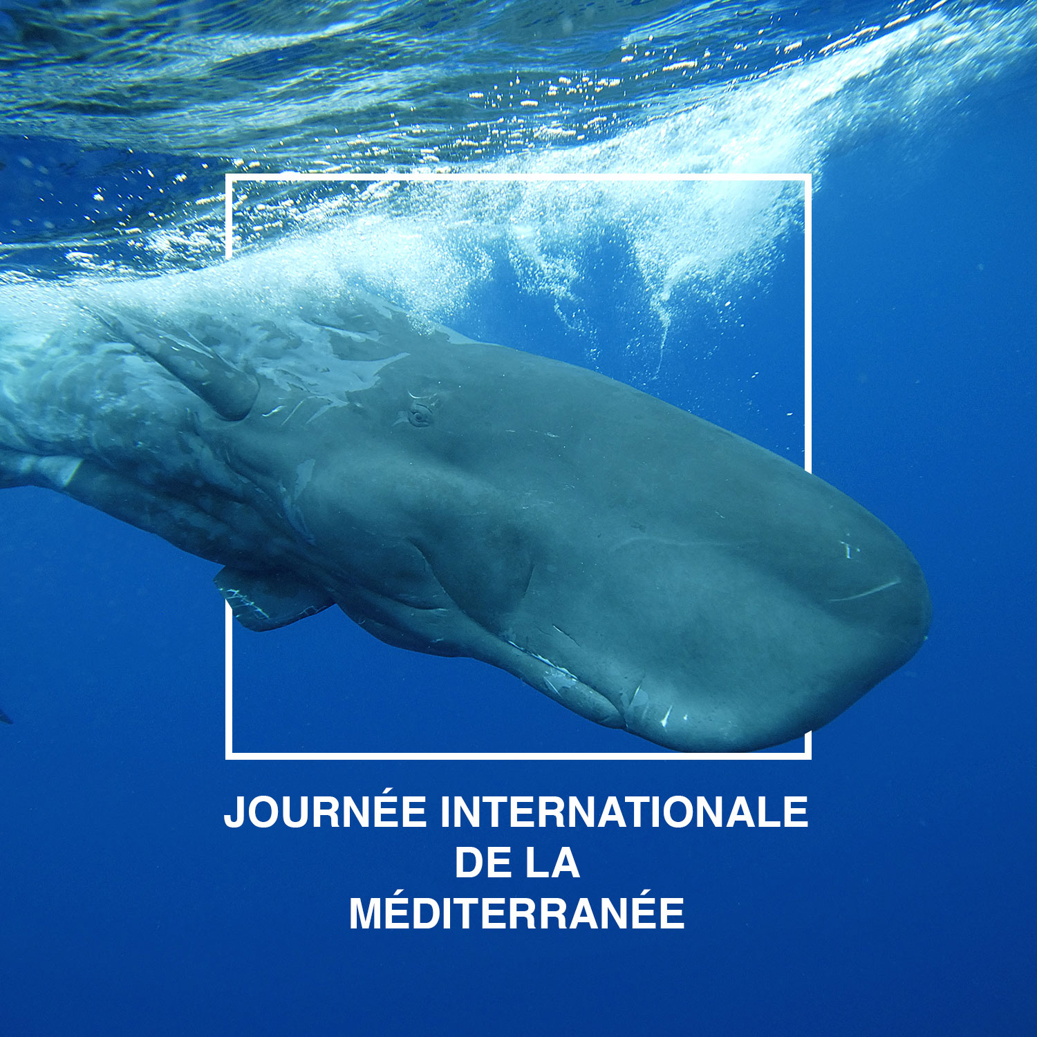 institut-oceanographique-monaco-journee-de-la-mediterranee
