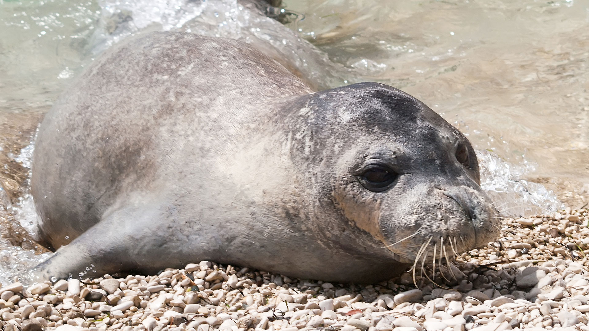 podcast-mer-en-vue-institut-oceanographique-monaco-phoque-moine-credit-photo-gettyImage