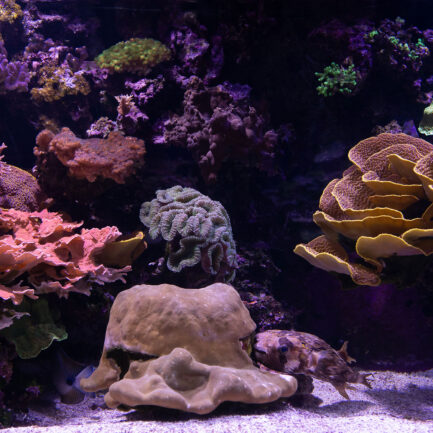 bassin-corail-musee-oceanographique-monaco