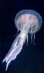 Méduse Pélagie Pelagia noctiluca