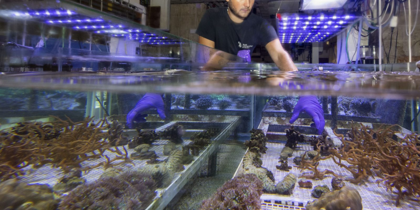 Aquariologiste atelier coraux ©M.Dagnino