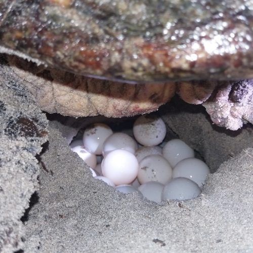 Tortues en Méditerranée