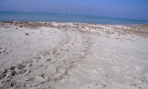 Tortues en Méditerranée