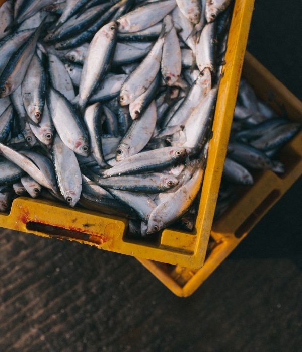 pêche poissons