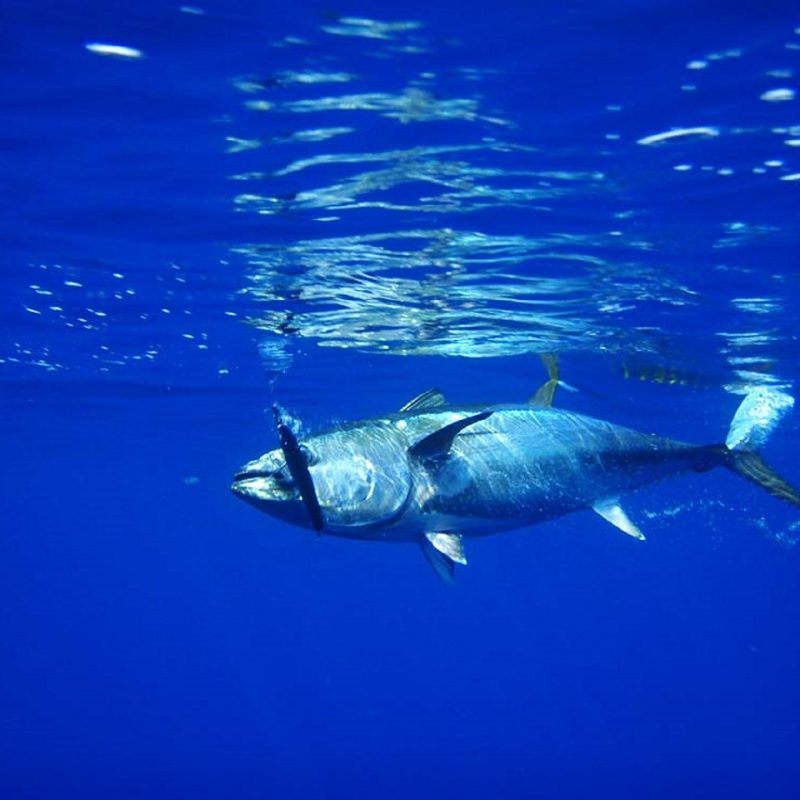Will the Mediterranean bluefin tuna disappear? - Institut océanographique
